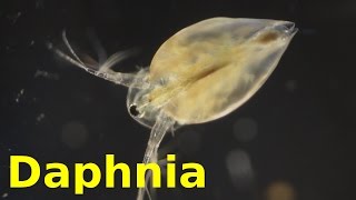 Daphnia [upl. by Oicneconi976]