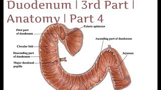 Loop Duodenal Switch Info Video [upl. by Ahter949]