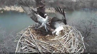 Osprey Nest Attack [upl. by Nowed]