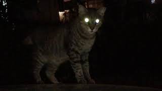 Why Do Cats’ Eyes Glow At Night [upl. by Karlens]