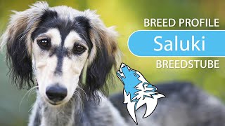 ► Saluki Breed 2020 Temperament amp Training [upl. by Jerusalem]