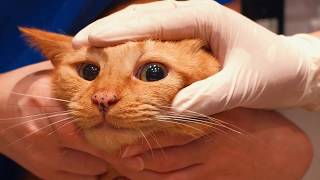 How to clean a cats eyes [upl. by Aguie]