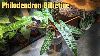 PHILODENDRON BILLIETIAE info and care guide [upl. by Franckot]