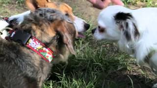 RSPCA Video  The Dog Rescuers series 2 episode 4 [upl. by Neural]