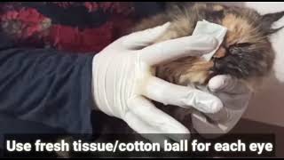 HOME REMEDY FOR CATS EYE INFECTION [upl. by Enyaht134]