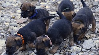 Border Terrier – Welpenausflug [upl. by Adin]