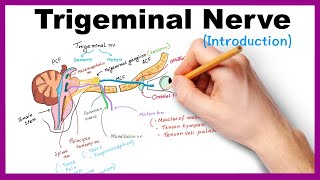 Trigeminal nerve Introduction [upl. by Werbel]