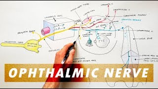 Trigeminal Nerve Anatomy  The Ophthalmic Nerve [upl. by Sukhum69]