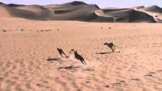 Desert hunting by saluki 9 [upl. by Lorn]