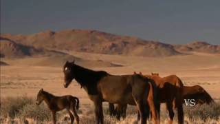 Oeste Africano Deserto da Namíbia HD Documentário Dublado National Geographic [upl. by Anul976]