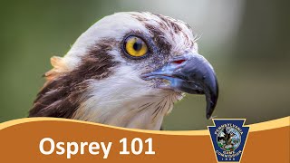 Osprey 101 [upl. by Lea]