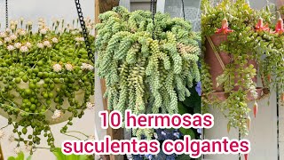 10 SUCULENTAS COLGANTES Hermosas que debes tener [upl. by Eahsed]