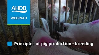 Principles of Pig Production  Breeding [upl. by Nolra]