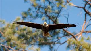 Bald Eagle or Osprey [upl. by Ailices]