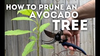 How to Prune an Avocado Tree [upl. by Lotz]