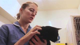 RSPCA Appeal  Helping stray cats find a home [upl. by Ardiedal]