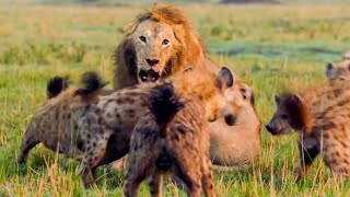 Best Lion Moments Part 1  Top 5  BBC Earth [upl. by Seale]