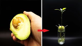 Growing AVOCADO Tree Time Lapse  127 Days [upl. by Westbrooke831]