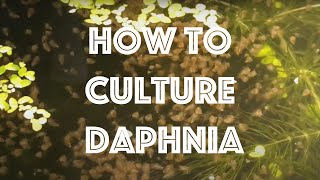 How To Culture Daphnia Magna [upl. by Ahtabbat]