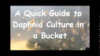 How to culture daphnia outside [upl. by Roseanna]