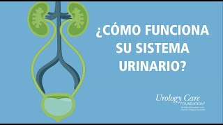 ¿Cómo Funciona Su Sistema Urinario  Urology Care Foundation [upl. by Nellahs]