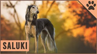 Saluki Dog Breed  The Persian Sighthound [upl. by Fariss]