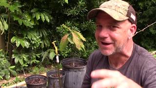 Avocado Tree from Seed to Fruit [upl. by Gord]