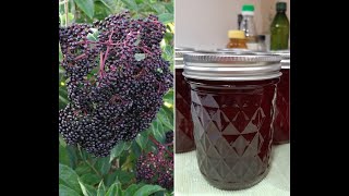 Elderberry Syrup  Harvest To Canned [upl. by Adikam]