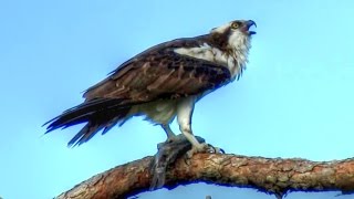 Osprey Calling  Loud and Long [upl. by Twum]