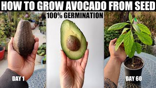 How to Grow Avocado From Seed  100 GERMINATION [upl. by Callum]