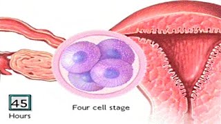 How The Embryo Develops After Fertilisation  Human Development Animation  Zygote Cell Division Vid [upl. by Anawal]