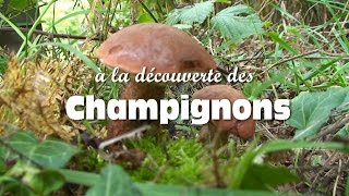 Les champignons comestibles [upl. by Bolen774]