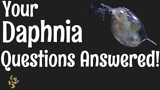 Daphnia Questions Answered [upl. by Elleinad49]