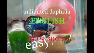 daphnia moina culture Easy way Unlimited production English  with sub Green water Chlorella [upl. by Ecadnarb]