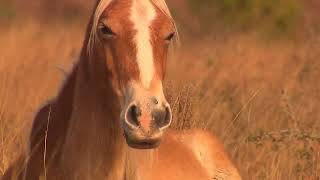 Wild Cumberland Island  Georgia Outdoors [upl. by Delcina]