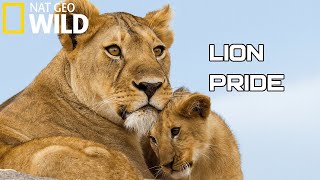 Lion Pride 2020  Working Together To Survive  National Geographic Documentary HD Wild Life [upl. by Noella]