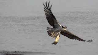 Ospreys Bald Eagle come in for the kill [upl. by Beare]