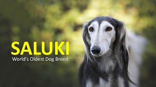 Saluki – Dog Breed Information About Worlds Oldest Dog Breed [upl. by Vivyanne]