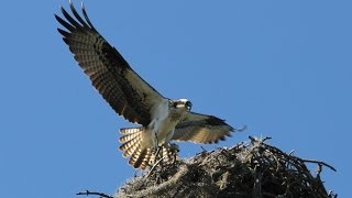 The Osprey Sounds and Habitat [upl. by Stclair335]