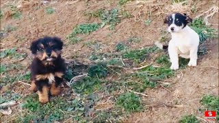 Rescued Two Puppies From The Meadow [upl. by Aleekahs328]