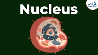 Nucleus  Cell  Infinity Learn [upl. by Tanah]