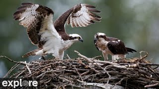 Charlo Montana Osprey Nest powered by EXPLOREorg [upl. by Aehcsrop279]