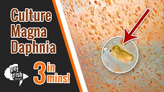 How to culture DAPHNIA MAGNA  The easy way [upl. by Varuag]