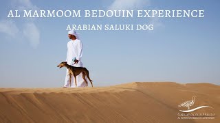 Al Marmoom Bedouin Experience  Arabian Saluki Dog [upl. by Irret]