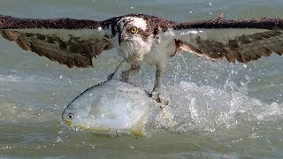 Insane Osprey Bird In Flight Photography with Nikon D850 D500 amp Sony A9 [upl. by Cran967]