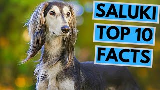 Saluki  TOP 10 Interesting Facts [upl. by Anitan195]