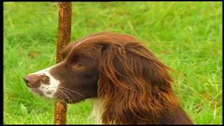 MODERN GUNDOG TRAINING SPRINGER SPANIEL PART 1 [upl. by Tamara]