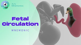 Fetal Circulation FUN SIMPLE and MEMORABLE [upl. by Radack]