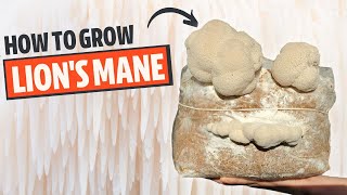 How To Grow Lions Mane Mushroom From Start To Finish [upl. by Aleris]