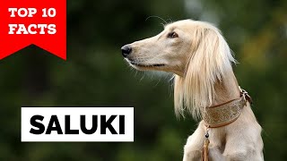 Saluki  Top 10 Facts [upl. by Kilar]